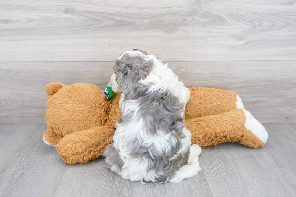 Cavapoo Puppy for Adoption