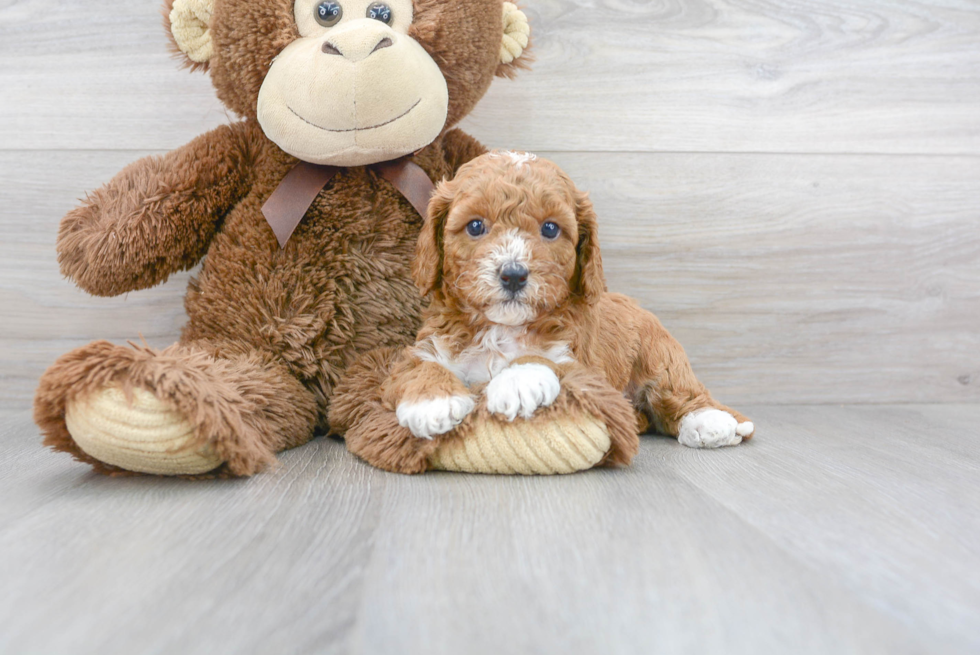 Cavapoo Pup Being Cute