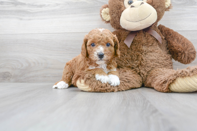 Best Cavapoo Baby