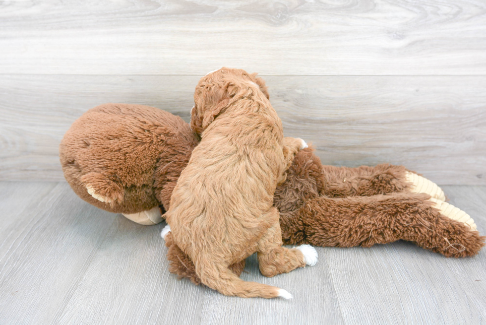 Adorable Cavoodle Poodle Mix Puppy