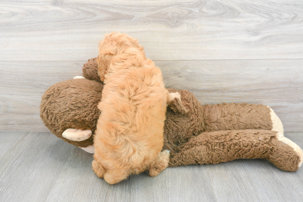 Sweet Cavapoo Bodega: 4lb 9oz Doodle Puppy