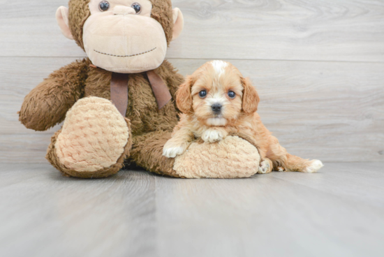 Hypoallergenic Cavoodle Poodle Mix Puppy