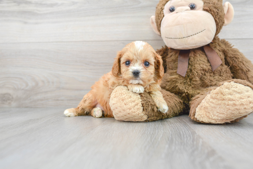 Petite Cavapoo Poodle Mix Pup