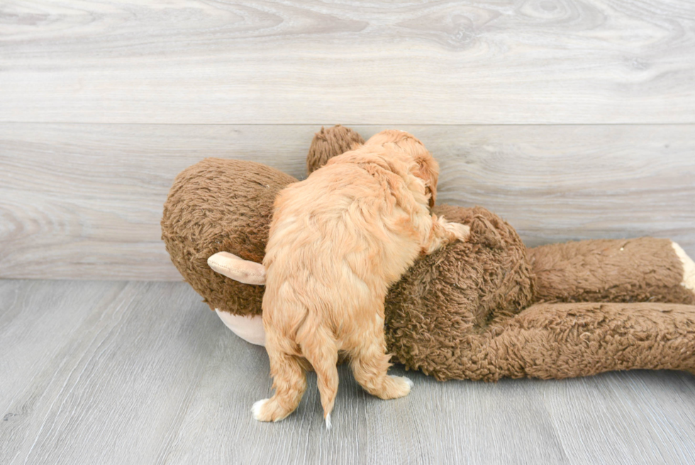 Cavapoo Pup Being Cute