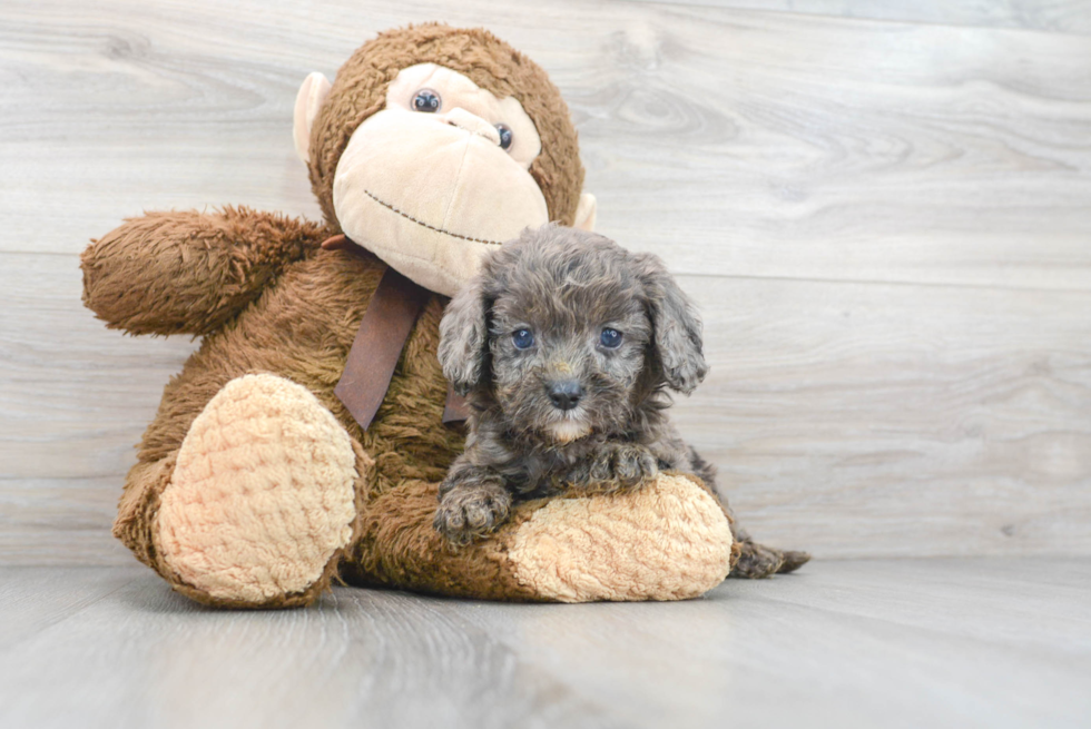 Best Cavapoo Baby