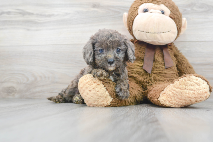 Cavapoo Pup Being Cute