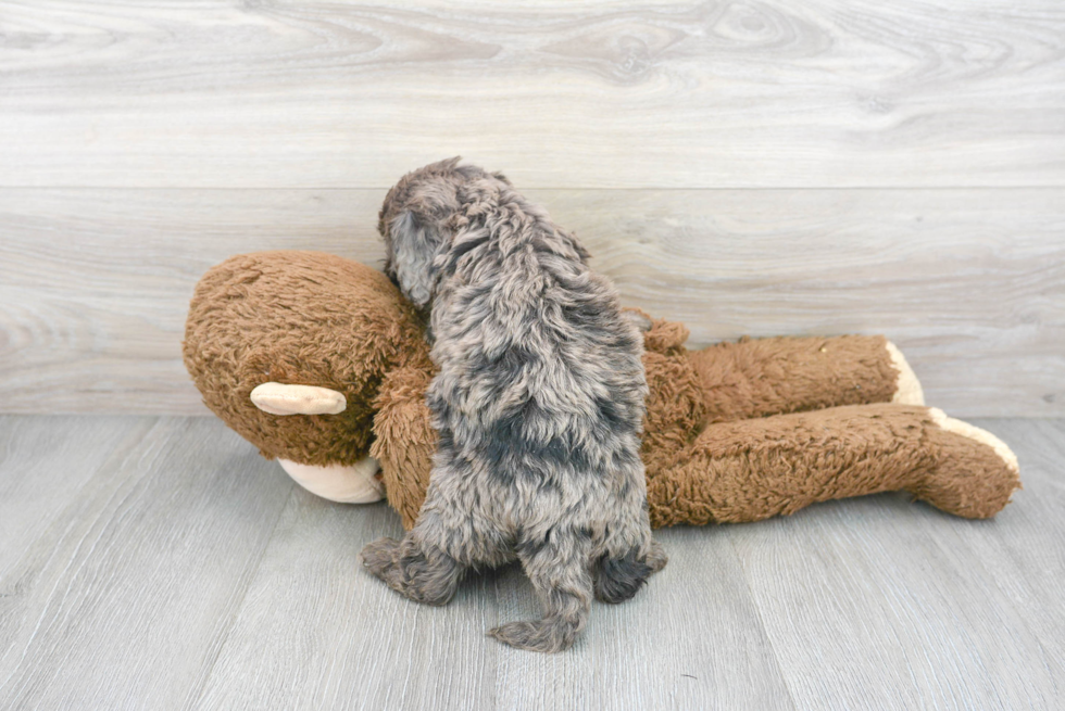 Cavapoo Pup Being Cute