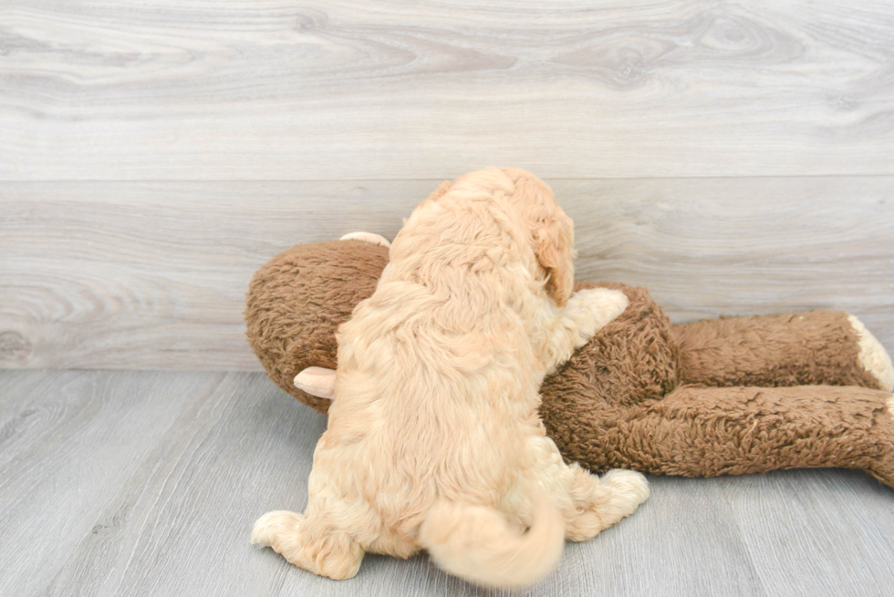 Cavapoo Puppy for Adoption