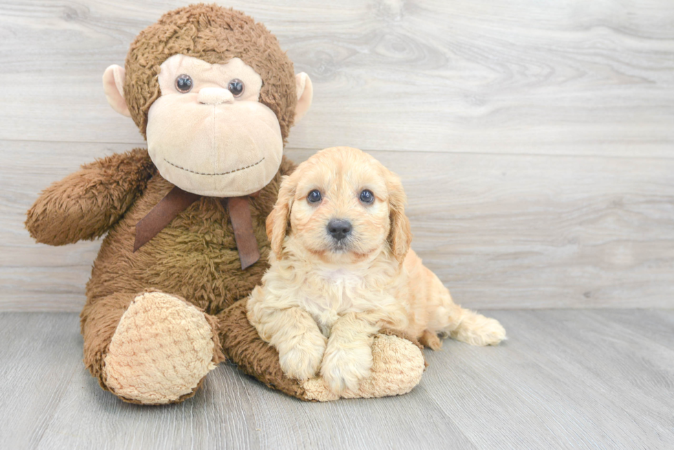 Cavapoo Puppy for Adoption
