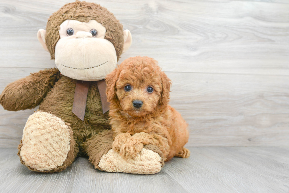 Cavapoo Puppy for Adoption