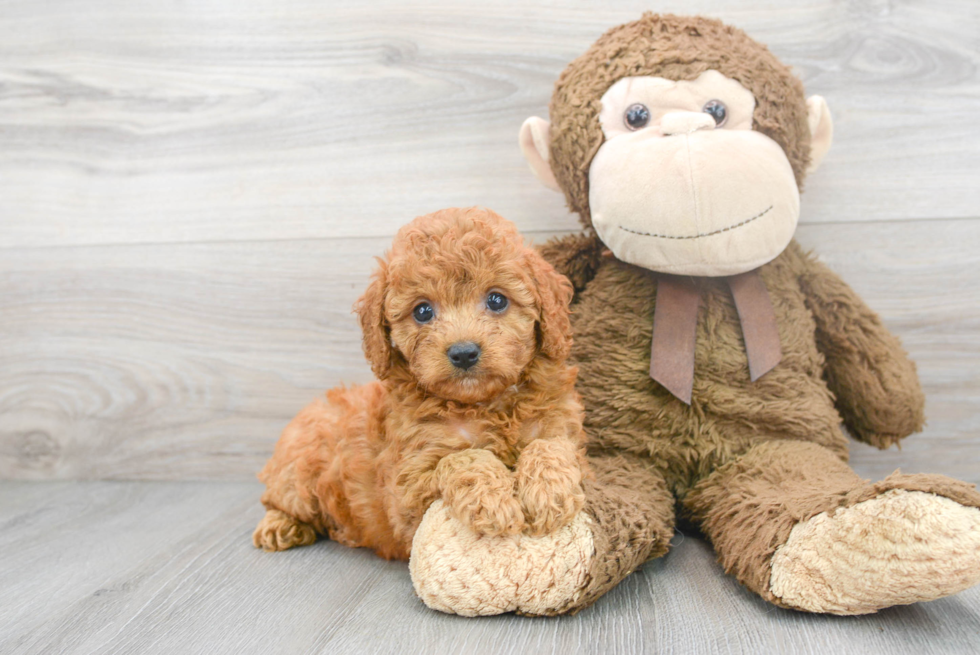 Cavapoo Pup Being Cute