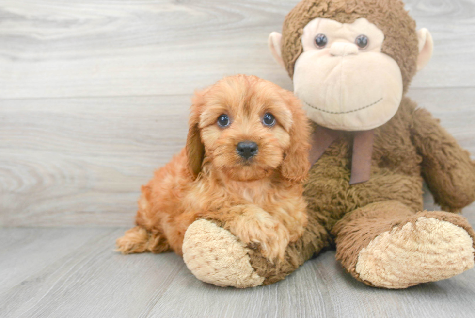 Cavapoo Pup Being Cute