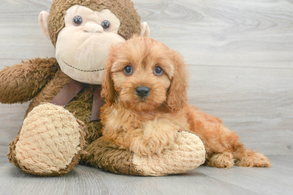 Best Cavapoo Baby