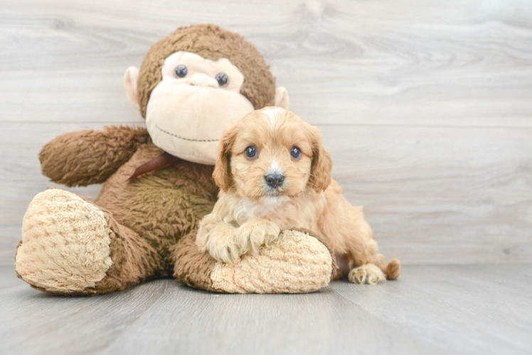 Cavapoo Pup Being Cute