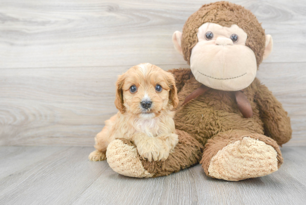 Best Cavapoo Baby