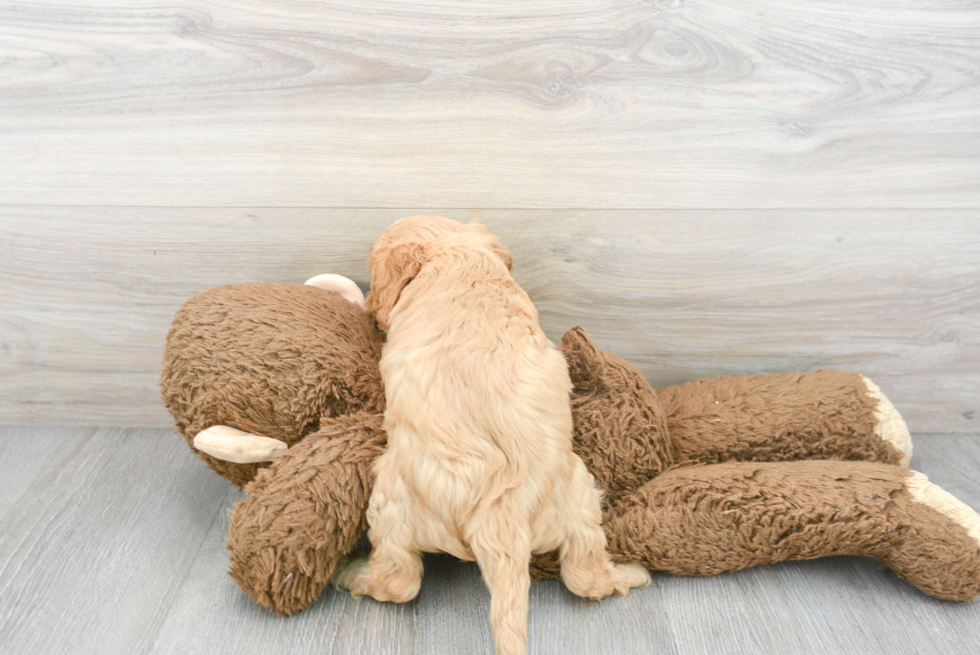 Energetic Cavoodle Poodle Mix Puppy