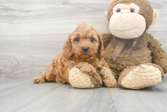 Hypoallergenic Cavoodle Poodle Mix Puppy