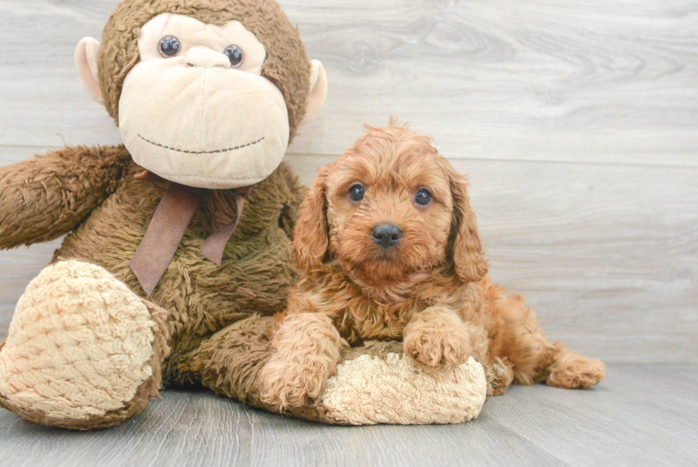 Little Cavoodle Poodle Mix Puppy