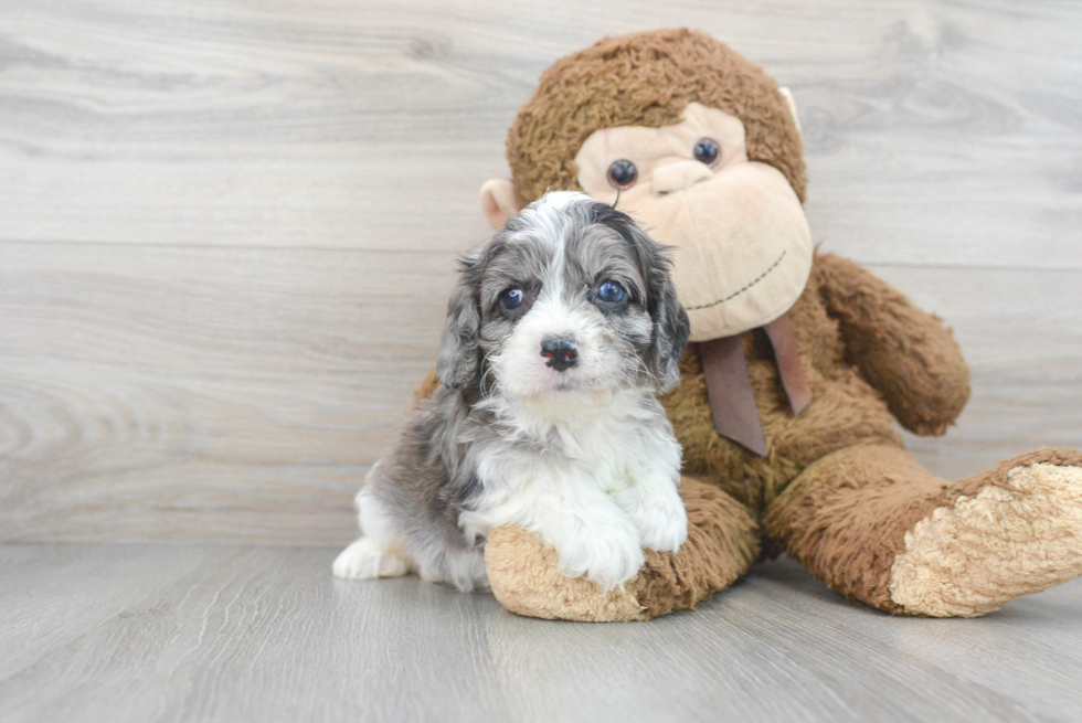 Cavapoo Puppy for Adoption