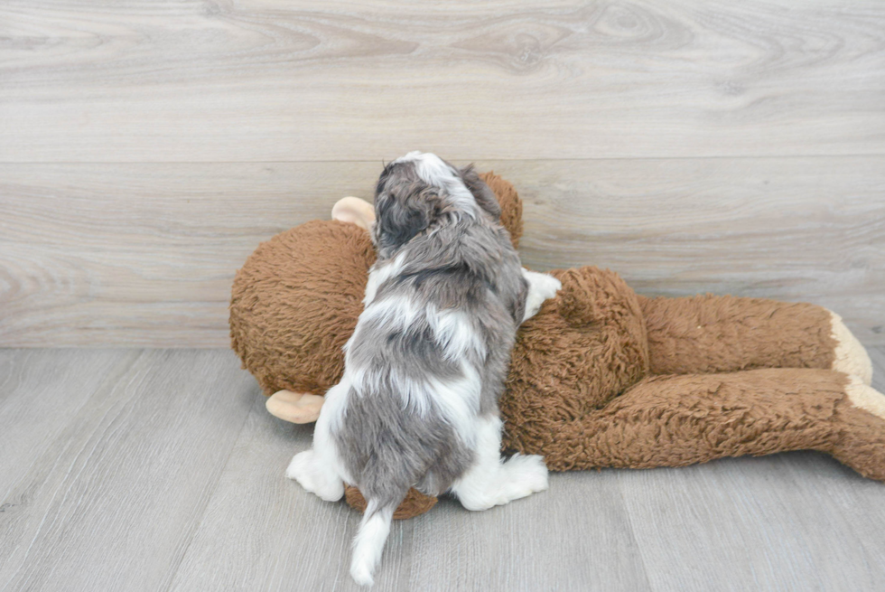 Adorable Cavoodle Poodle Mix Puppy