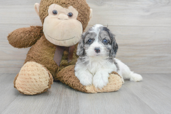 Cavapoo Puppy for Adoption