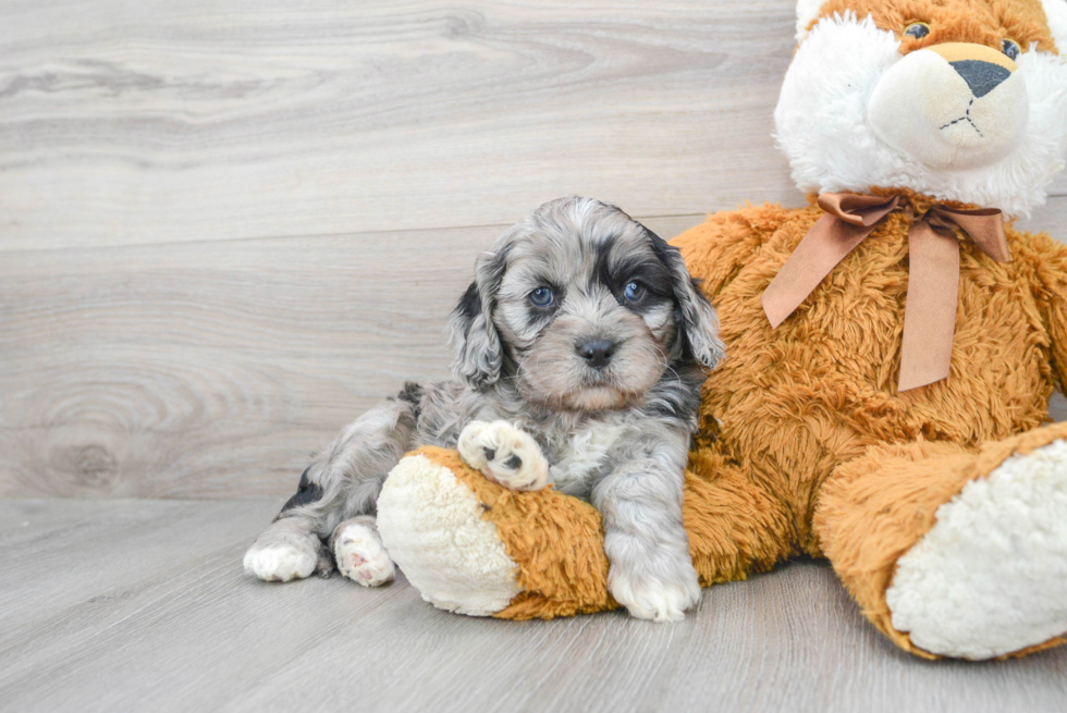 Fluffy Cavapoo Poodle Mix Pup