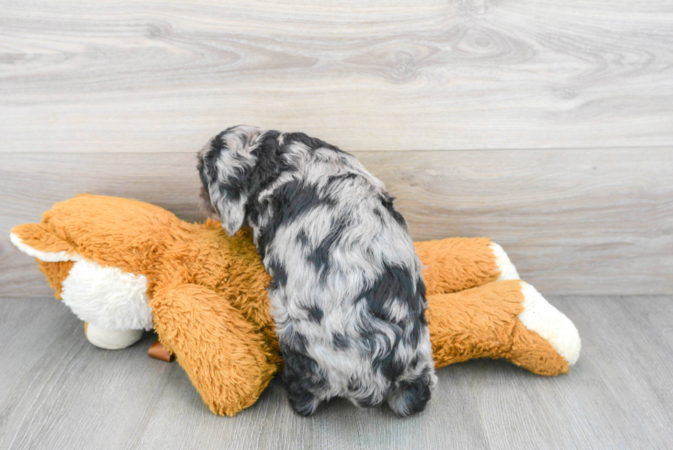 Cavapoo Puppy for Adoption