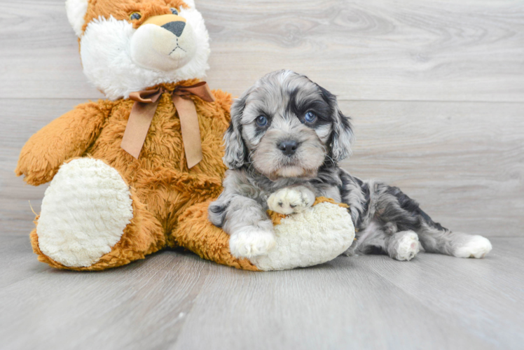 Best Cavapoo Baby