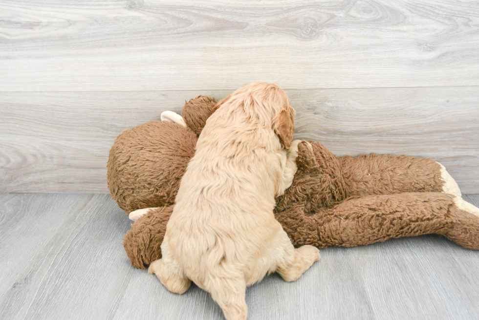 Friendly Cavapoo Baby