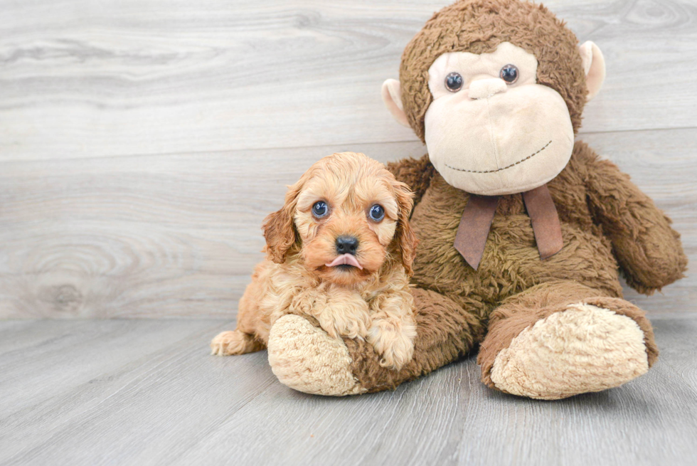 Hypoallergenic Cavoodle Poodle Mix Puppy