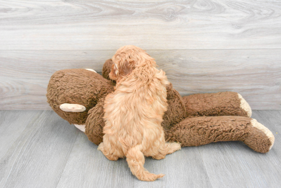 Cavapoo Pup Being Cute