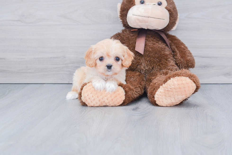 Cute Cavapoo Baby