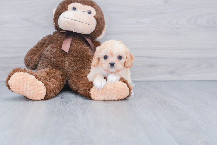 Cavapoo Pup Being Cute