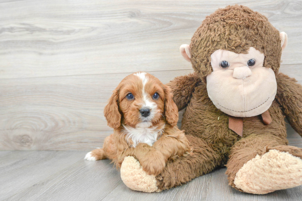 Funny Cavapoo Poodle Mix Pup