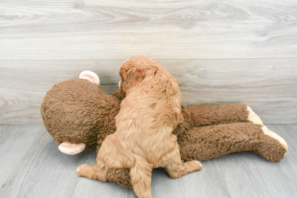 Cavapoo Pup Being Cute