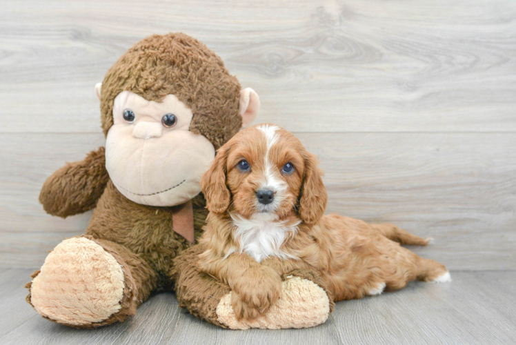 Best Cavapoo Baby