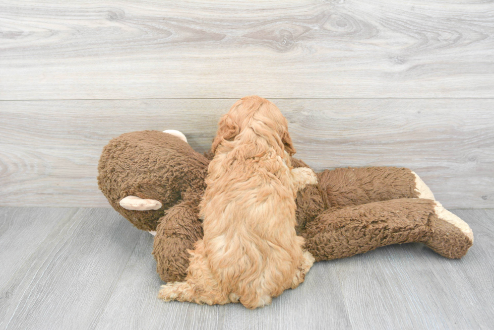 Funny Cavapoo Bodega: 4lb 6oz Doodle Puppy