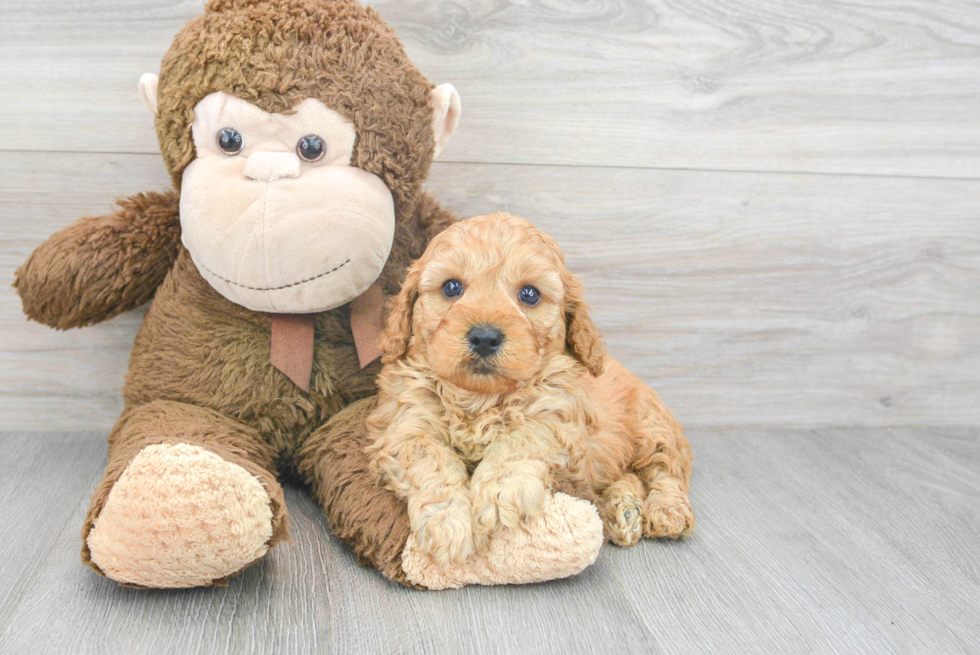 Funny Cavapoo Bodega: 4lb 6oz Doodle Puppy