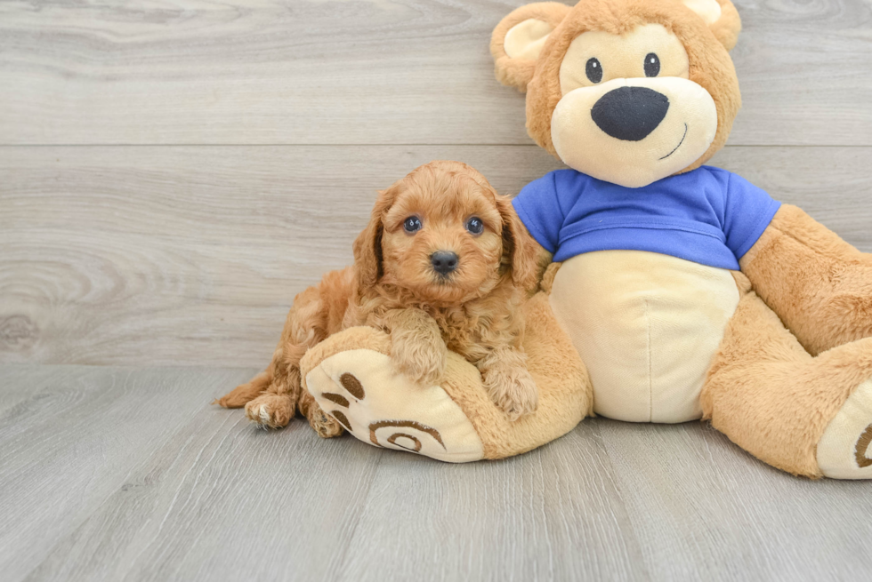 Playful Cavapoo Bodhi: 3lb 4oz Doodle Puppy