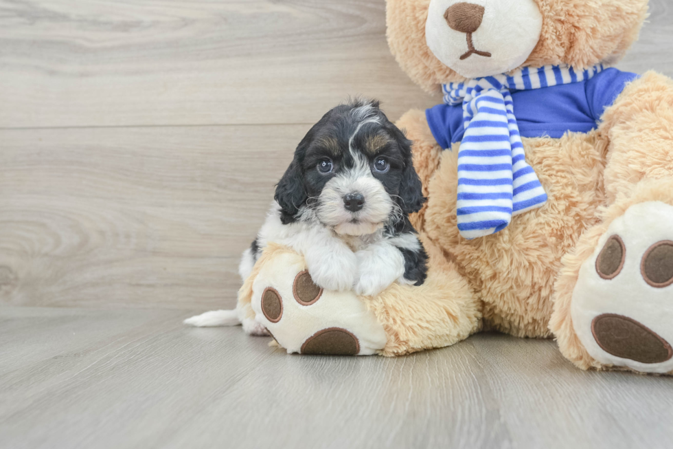 Cavapoo Pup Being Cute