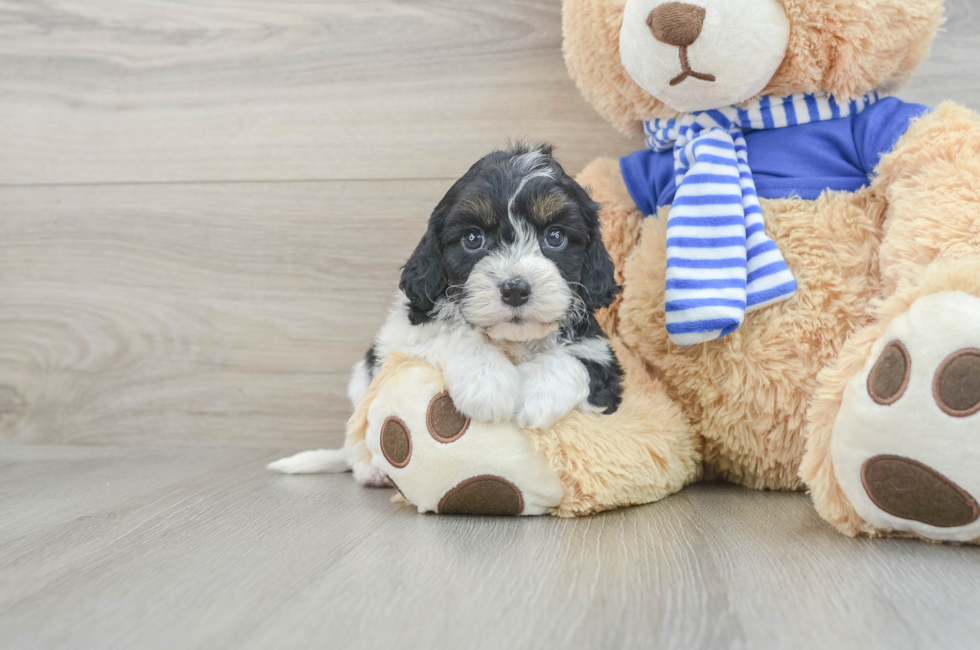 8 week old Cavapoo Puppy For Sale - Premier Pups