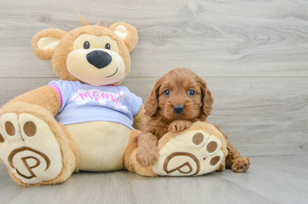 5 week old Cavapoo Puppy For Sale - Premier Pups