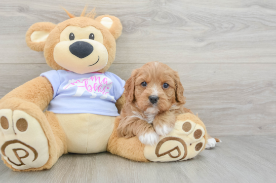 Cute Cavapoo Baby