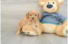 Petite Cavapoo Poodle Mix Pup