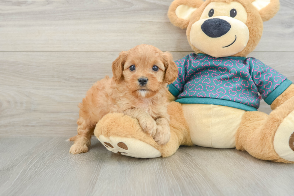 Petite Cavapoo Poodle Mix Pup