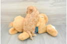 Cavapoo Puppy for Adoption