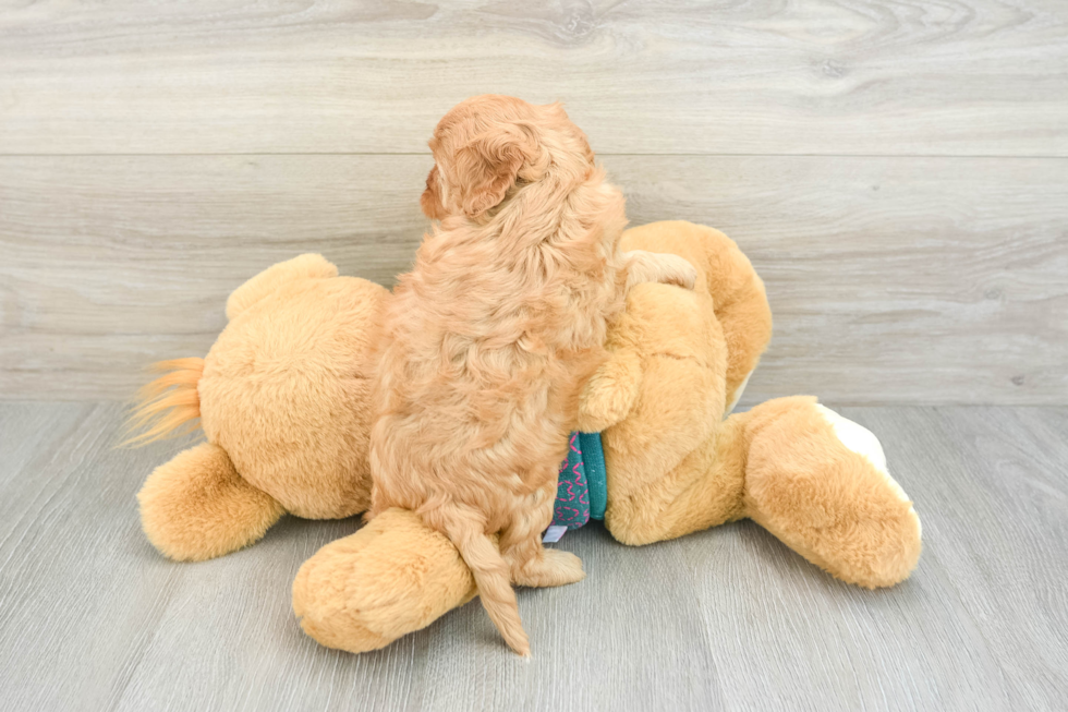 Cavapoo Puppy for Adoption