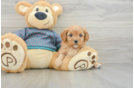 Cavapoo Puppy for Adoption
