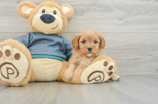 Cavapoo Puppy for Adoption
