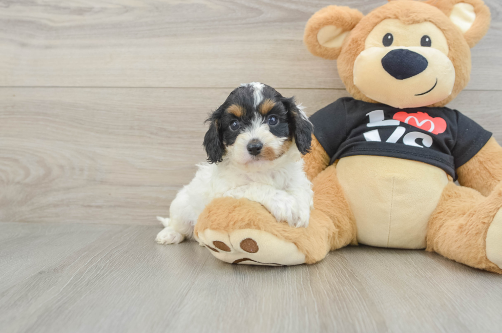 7 week old Cavapoo Puppy For Sale - Premier Pups
